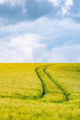 Grain field with ripening barley {Hordeum vulgare) on a June day in Germany. The ears are still green and
not ready for harvest. Tractor track as far as the horizon and contrasting cloudy sky