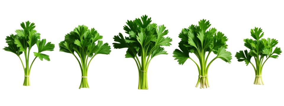 A bunch of green parsley