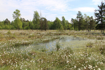 Peat bog and blooming cottongrass - Hiking in Northwestern Germany - Nordpfad 