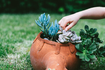 Child’s hand reaching into succulent arrangement in terracotta pot, expressing curiosity, sensory development, mindful learning and emotional bonding with nature.