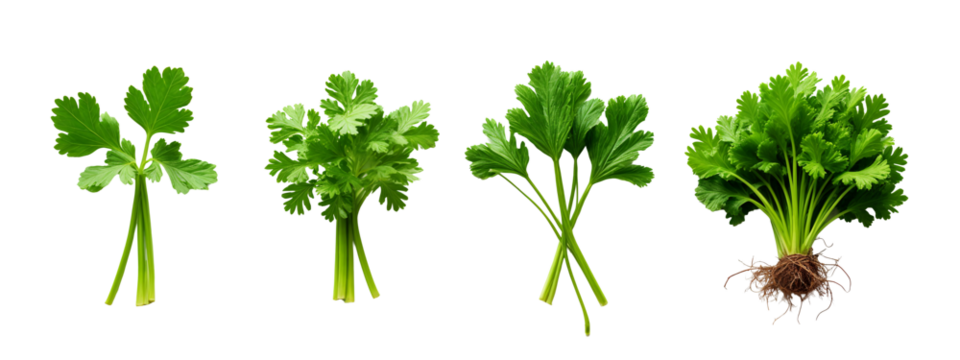 A set of four different types of parsley