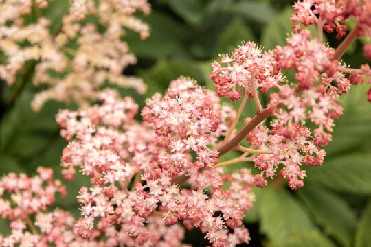 Rodgersia pinnata 'Elegans' cream and Pink flower cluster on green foliage close up, Cornwall, UK