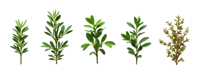 A set of four different types of leaves
