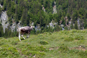 Obraz premium Cow grazing peacefully in the lush green alpine meadows of Tyrol, Austria, surrounded by magnificent mountains during a bright summer day