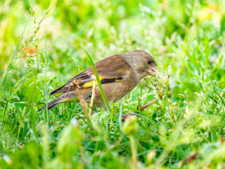 草むらのカワラヒワ