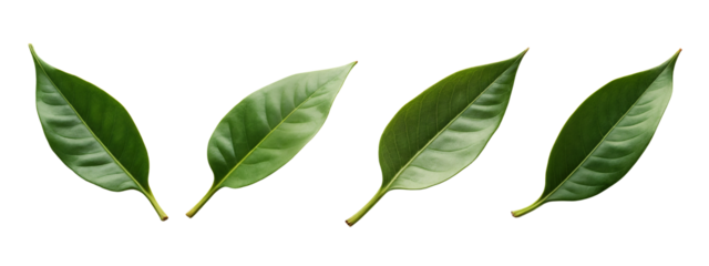 A set of three green leaves