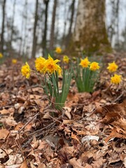 Fototapeta premium A group of daffodils in the middle of an isolated wooded area, planted long ago. A beautiful spring bunch of flowers. 