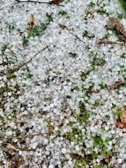 Many pieces of frozen round hail cover a grassy ground after a severe thunderstorm.