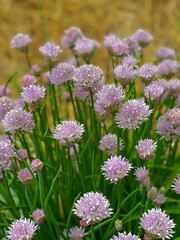 Purple spring chive flowers begin to open as the weather begins to warm up. Many delicate flowers are growing among the green herb leaves. 