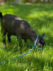 A young black goat wearing a blue halter grazes in bright green grass.
