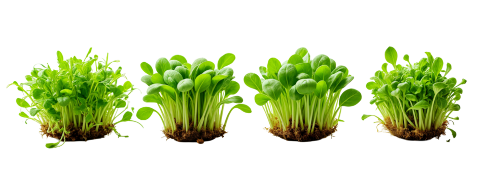 A row of four different types of microgreens growing out of the ground.