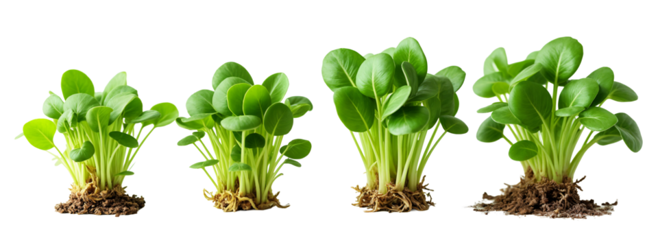 A row of four different types of lettuce growing out of the ground.