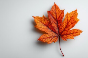 Single Orange and Red Maple Leaf on White Background