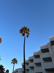 Tall Palm Trees Against a Clear Blue Sky in a Modern Urban Setting
