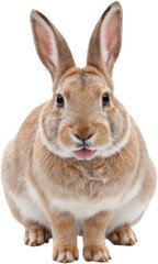 Cute rabbit with big ears and soft brown-white fur, isolated on a transparent background. Detailed texture and calm expression with natural tones and realistic features.