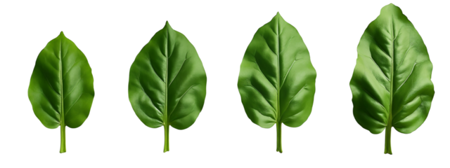 A set of four green leaves