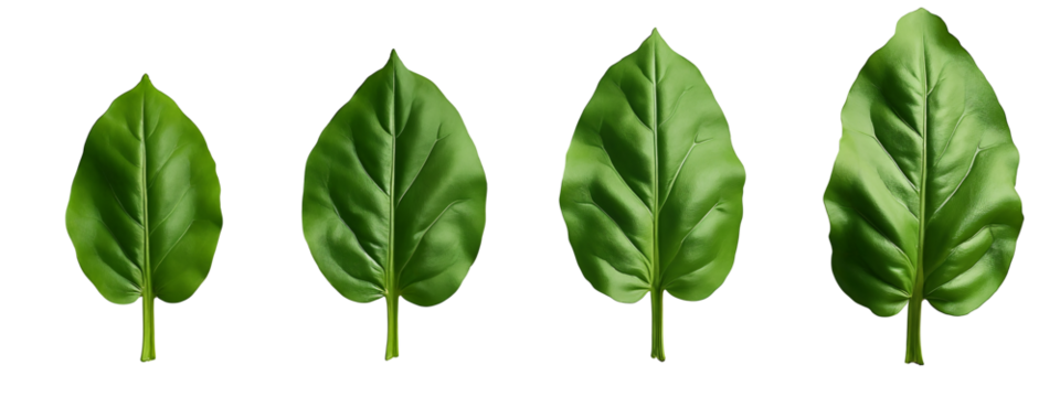 A set of four green leaves