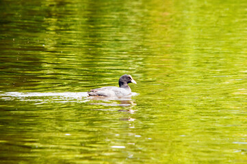 Blässhuhn schwimmt auf dem grünen Wasser eines Teiches