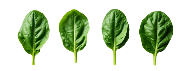 A set of four green leaves