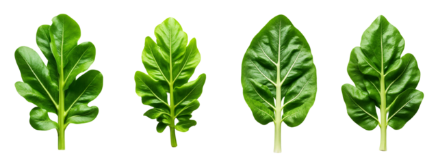 A set of four different views of a leafy plant.
