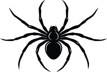black spider isolated on white background