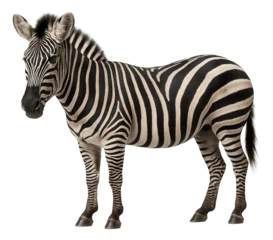 Fotobehang Realistic illustration of a zebra with distinctive black and white stripes standing and facing slightly left on transparent background. © OMD
