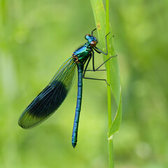 Banded Demoiselle fly male blue with banding on wings and iridescent colourings holds onto leaf...