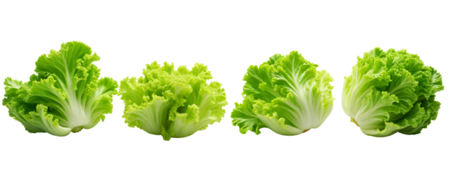 A row of lettuce leaves