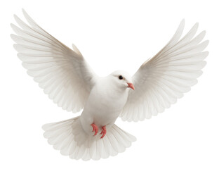 White dove with outstretched wings mid-flight on transparent background.