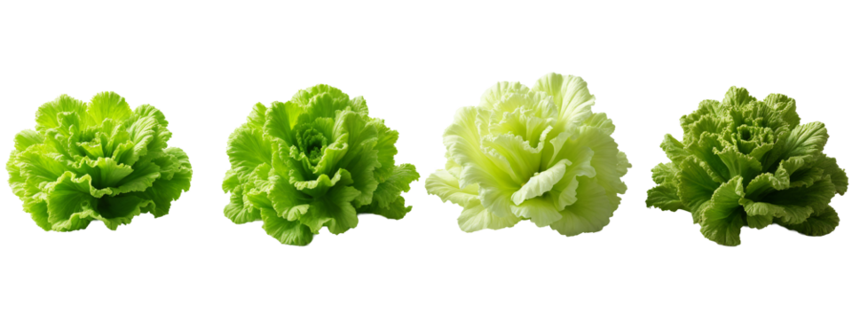 A row of lettuce leaves