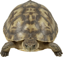 A charming turtle with a striking brown and yellow patterned shell, attentive eyes, and extended front legs, perfectly captured on a transparent background.