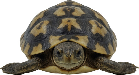 A charming turtle with a striking brown and yellow patterned shell, attentive eyes, and extended front legs, perfectly captured on a transparent background.
