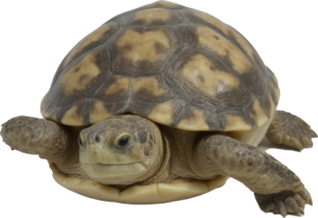 A charming turtle with a striking brown and yellow patterned shell, attentive eyes, and extended front legs, perfectly captured on a transparent background.