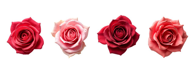 A row of four red and pink roses