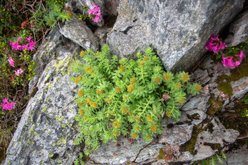Hardy mountain plants with golden flower buds nestled among granite rocks, showcasing nature's resilience in harsh alpine environments