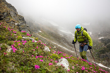 Mountain hiker in bright green jacket navigating misty alpine terrain with trekking poles, surrounded by vibrant pink wildflowers and fog