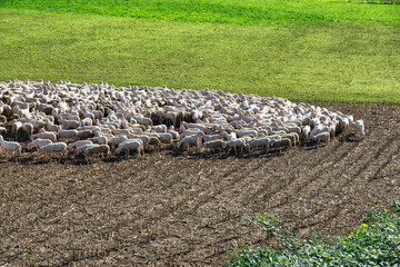 Flock of Sheep Grazing on a Harvested Field – Rural Farming Scene