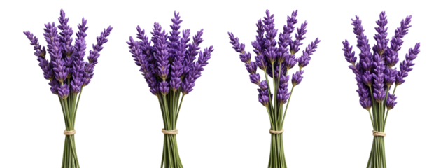 A bunch of lavender flowers tied up with twine.