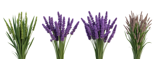A bunch of lavender flowers