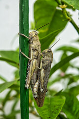 Mating Grasshoppers on a Plant Stem – Macro Close-Up