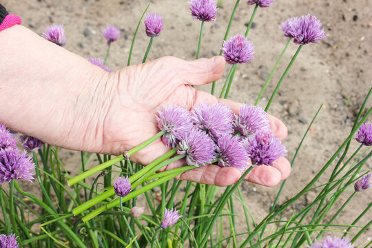 Schnittlauch Bl&uuml;ten Hand Frau essbar Bl&uuml;te Bl&uuml;ten