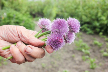 Schnittlauch Blüten Hand Frau Garten essbar