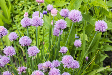 Schnittlauch Blüten Blüte Garten 