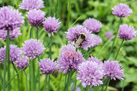 Schnittlauch Bl&uuml;ten Wildkr&auml;uter essbar
