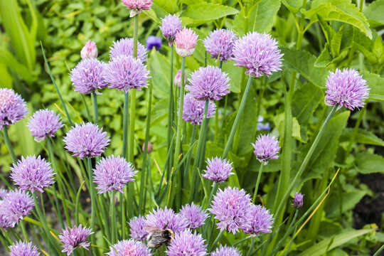 Schnittlauch Bl&uuml;ten Bl&uuml;te Garten 