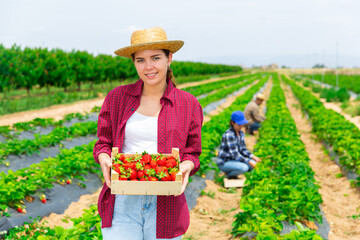 Successful young female farmer gathering crop of strawberries on farm field in summer, showing...