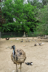 Emu bird in a zoo with other birds in the background