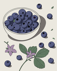 Blueberries in a bowl with leaves and flowers. Vector illustration.