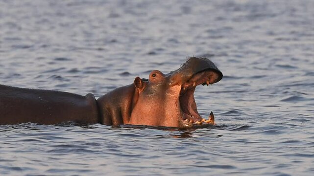 Hippopotamuses, also known as hippos floating in Tanzania water source