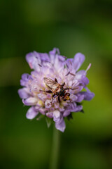 Świerzbnica polna - Knautia arvensis (L.) Coult.